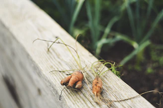Fresh carrots lying on a wooden surface with green tops in soft natural light