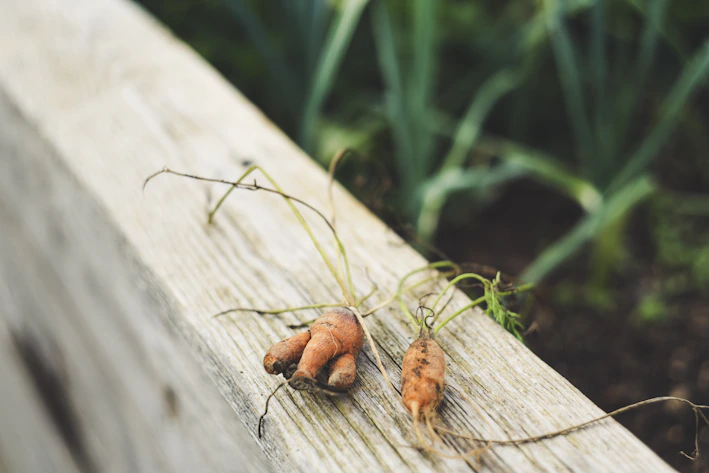 Fresh carrots lying on a wooden surface with green tops in soft natural light
