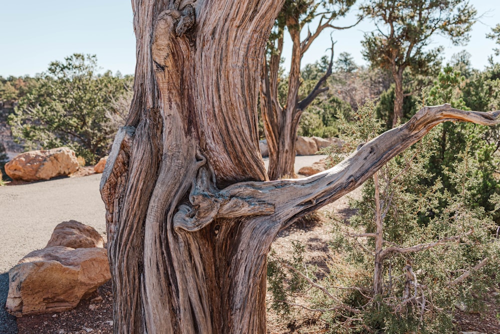 a very old tree in the middle of a dirt road