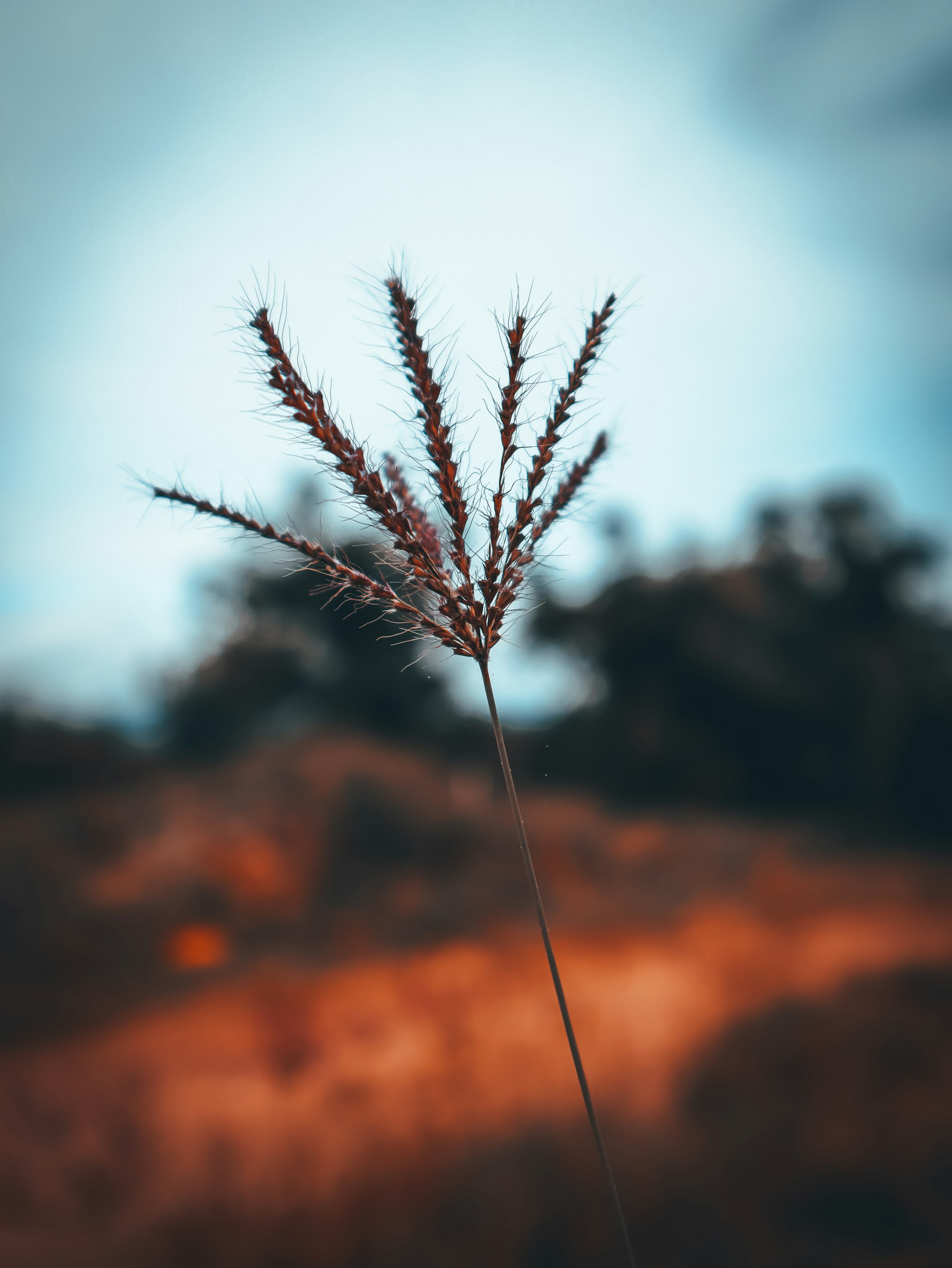 Neutral Density Filter
