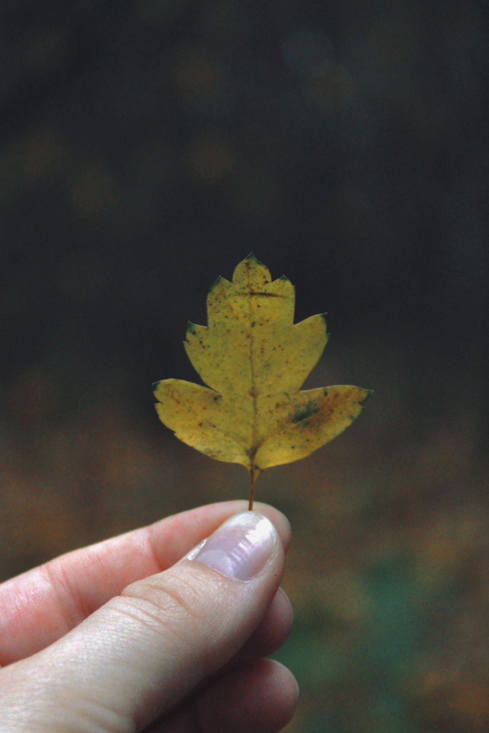 a person holding a yellow leaf in their hand