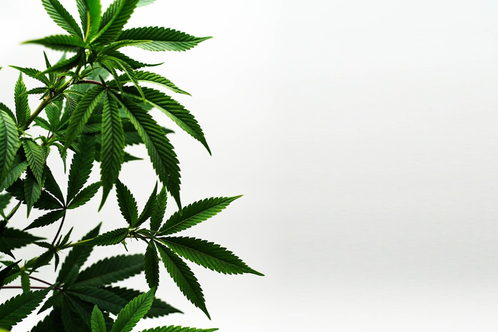 a potted plant with green leaves on a white background