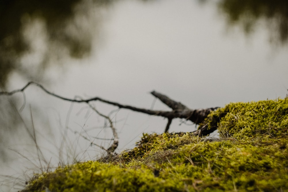 a bird perched on top of a moss covered hill