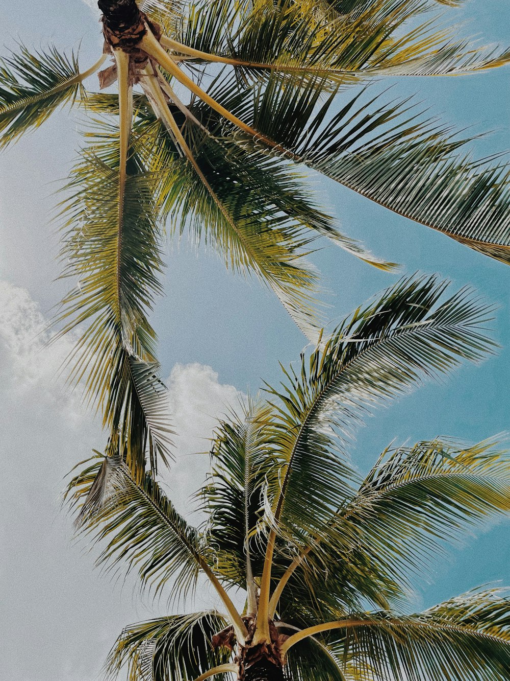 a palm tree is reaching up into the sky