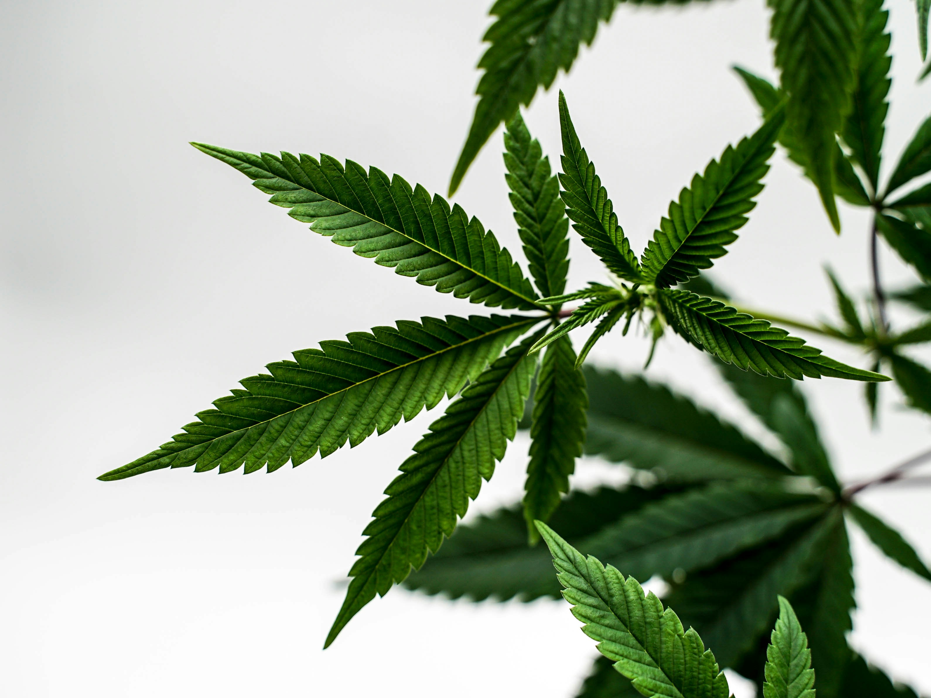 Imagens de Folha De Erva Daninha | Baixe imagens gratuitas na Unsplash, image size:3000x2250