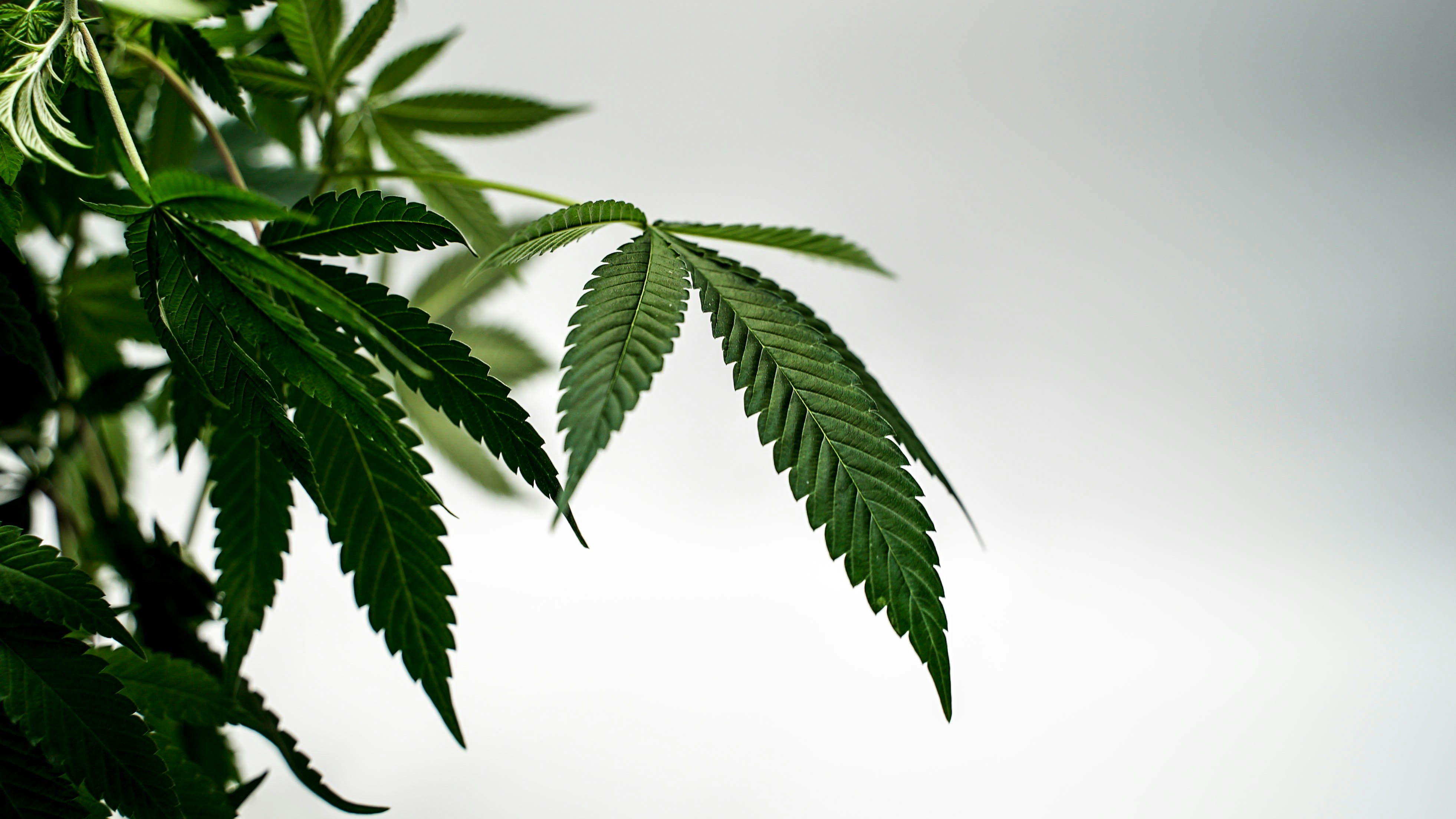 Nahaufnahme eines grünen Blattes auf einer Pflanze