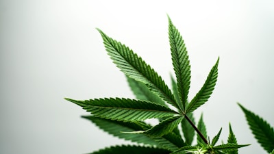 Several green cannabis leaves with serrated edges against a light background