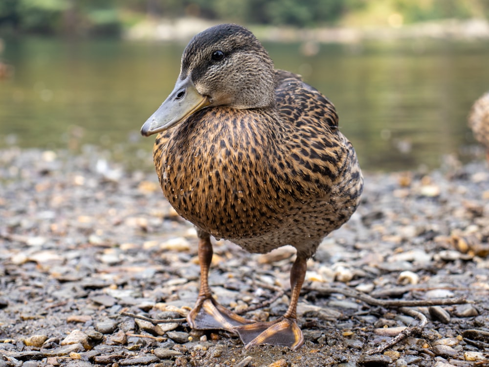 a duck standing on the ground next to a body of water
