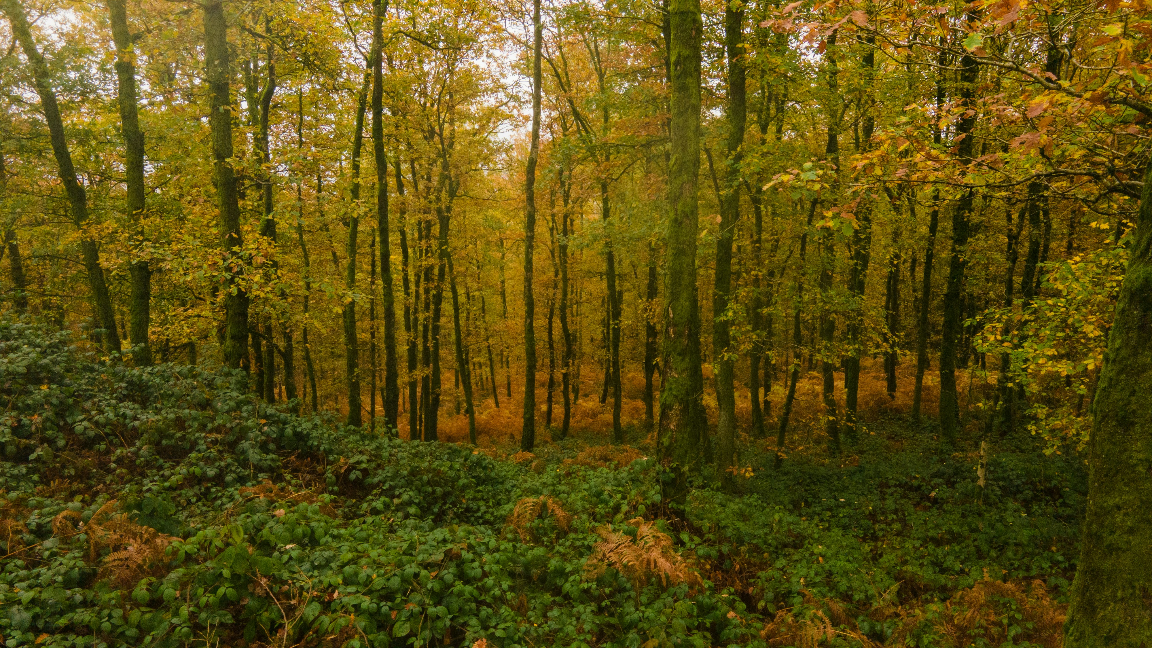 Photo by guillaumevdn