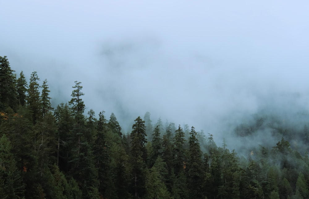 a group of trees that are next to a hill