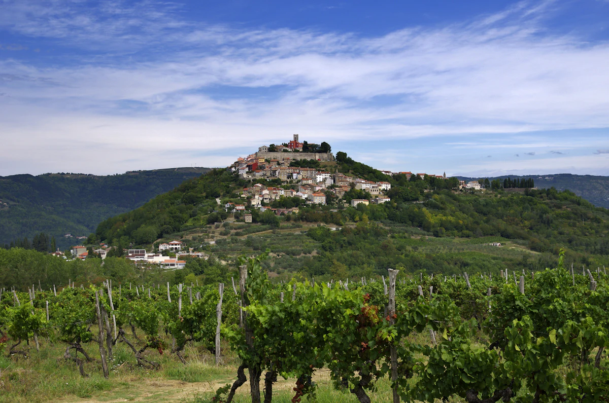 The hill town of Motovun above rows of vines