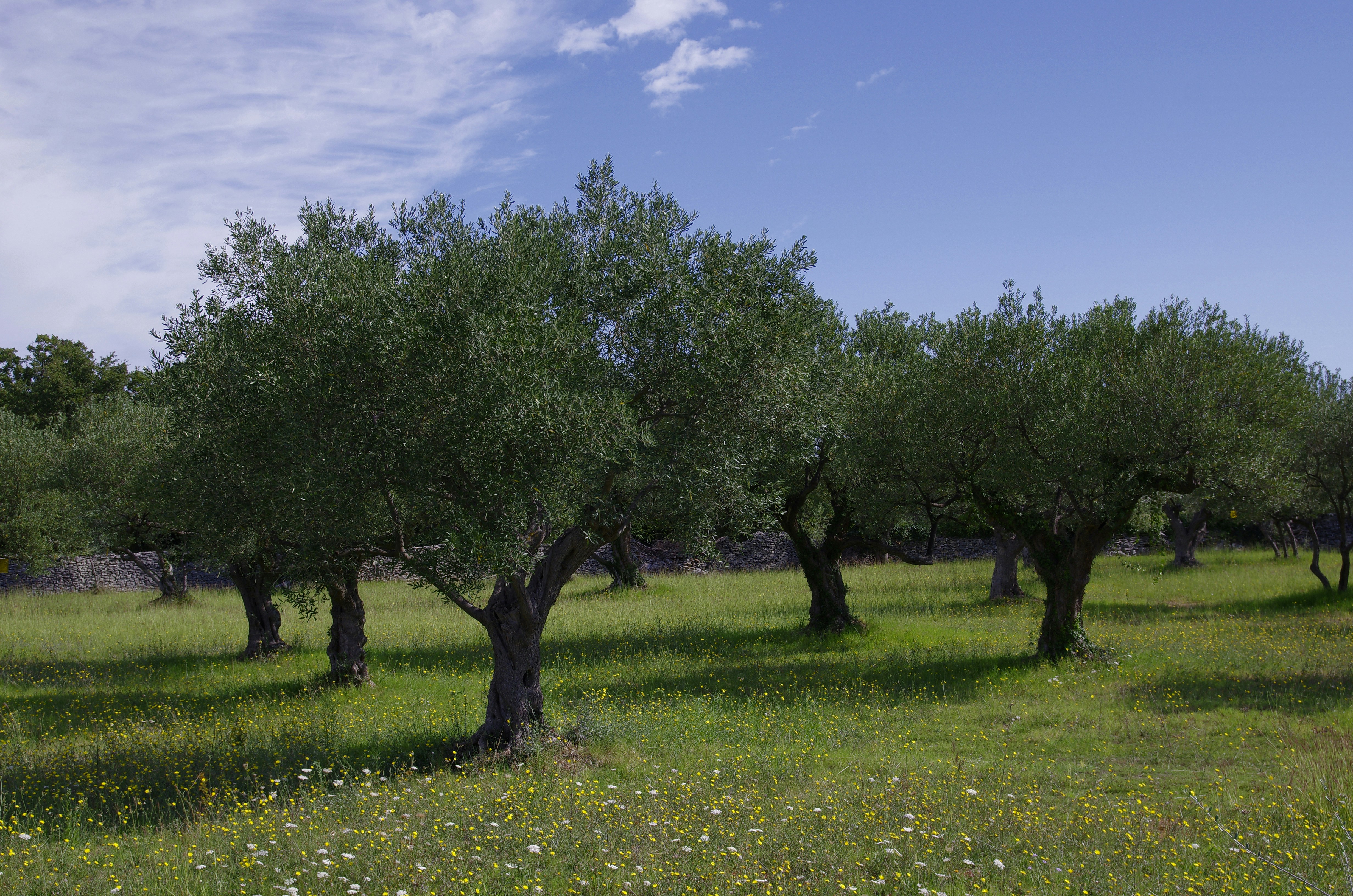 Massive Olive Oil Industry Upends Ancient Economic Beliefs