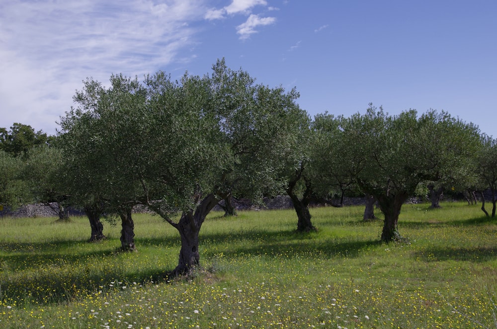 a group of trees that are in the grass