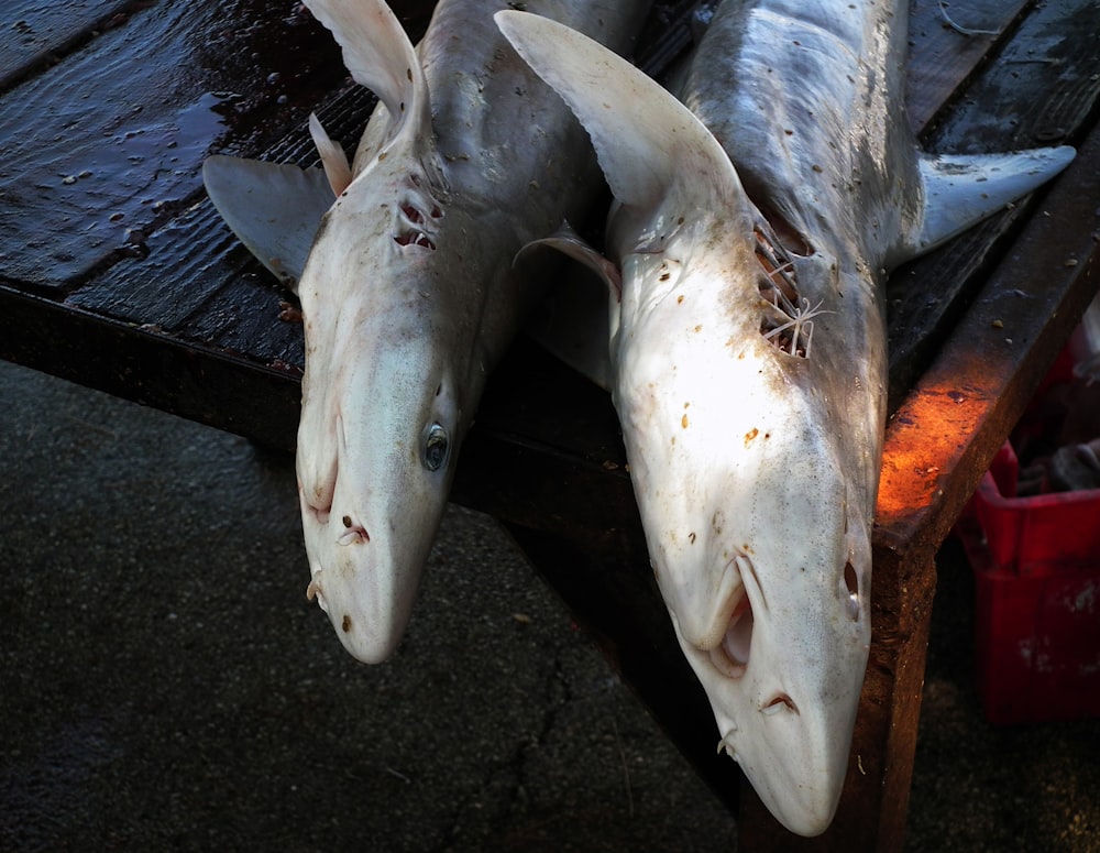 two dead fish sitting on top of a wooden table