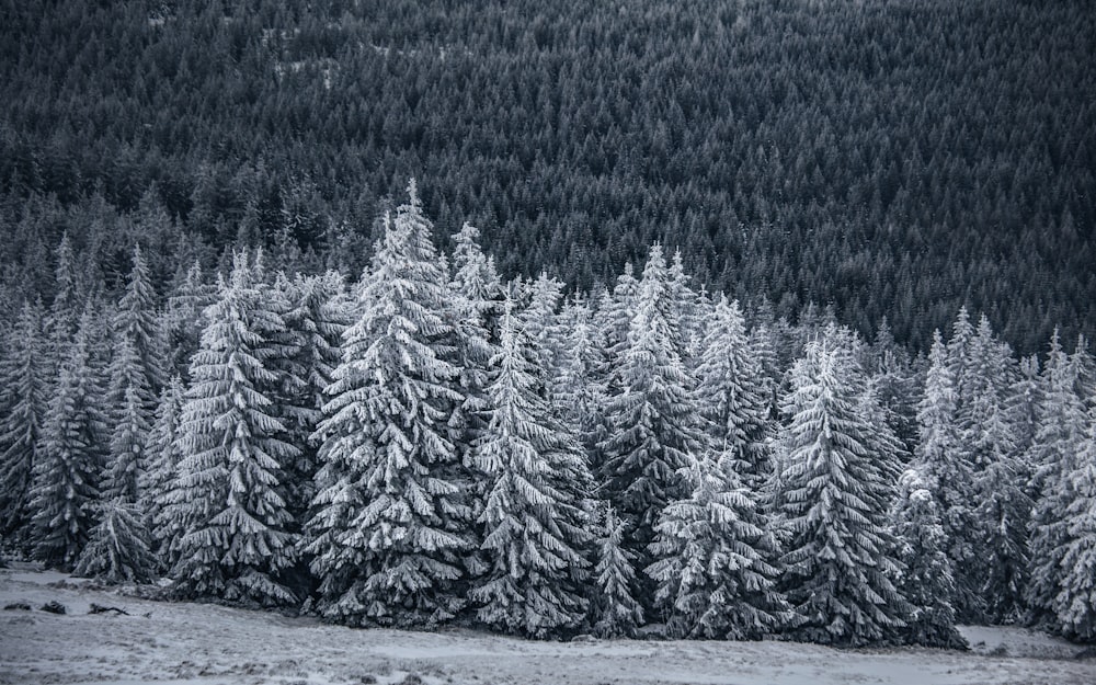 a black and white photo of snow covered trees