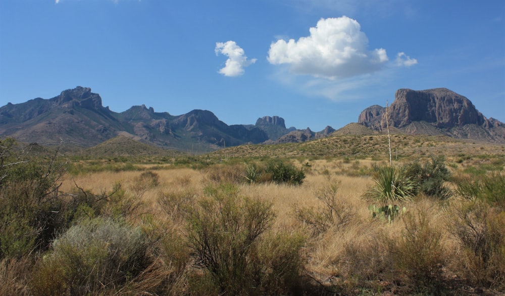 a grassy field with mountains in the background