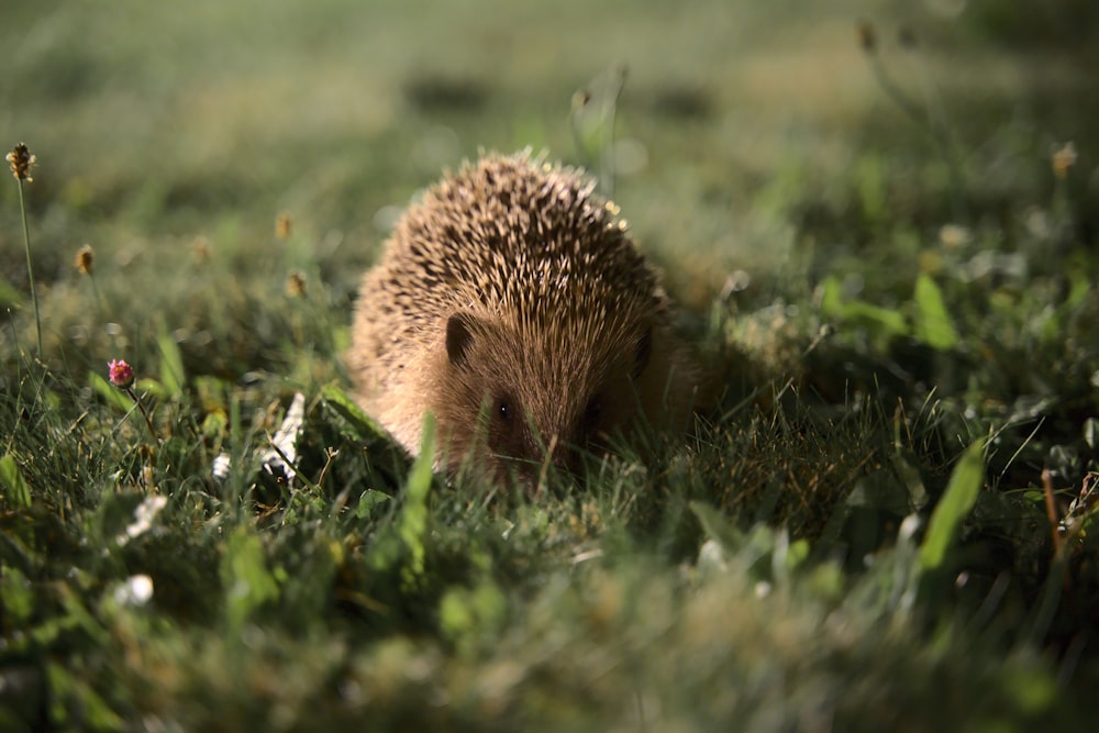 a hedgehog in the grass looking for food