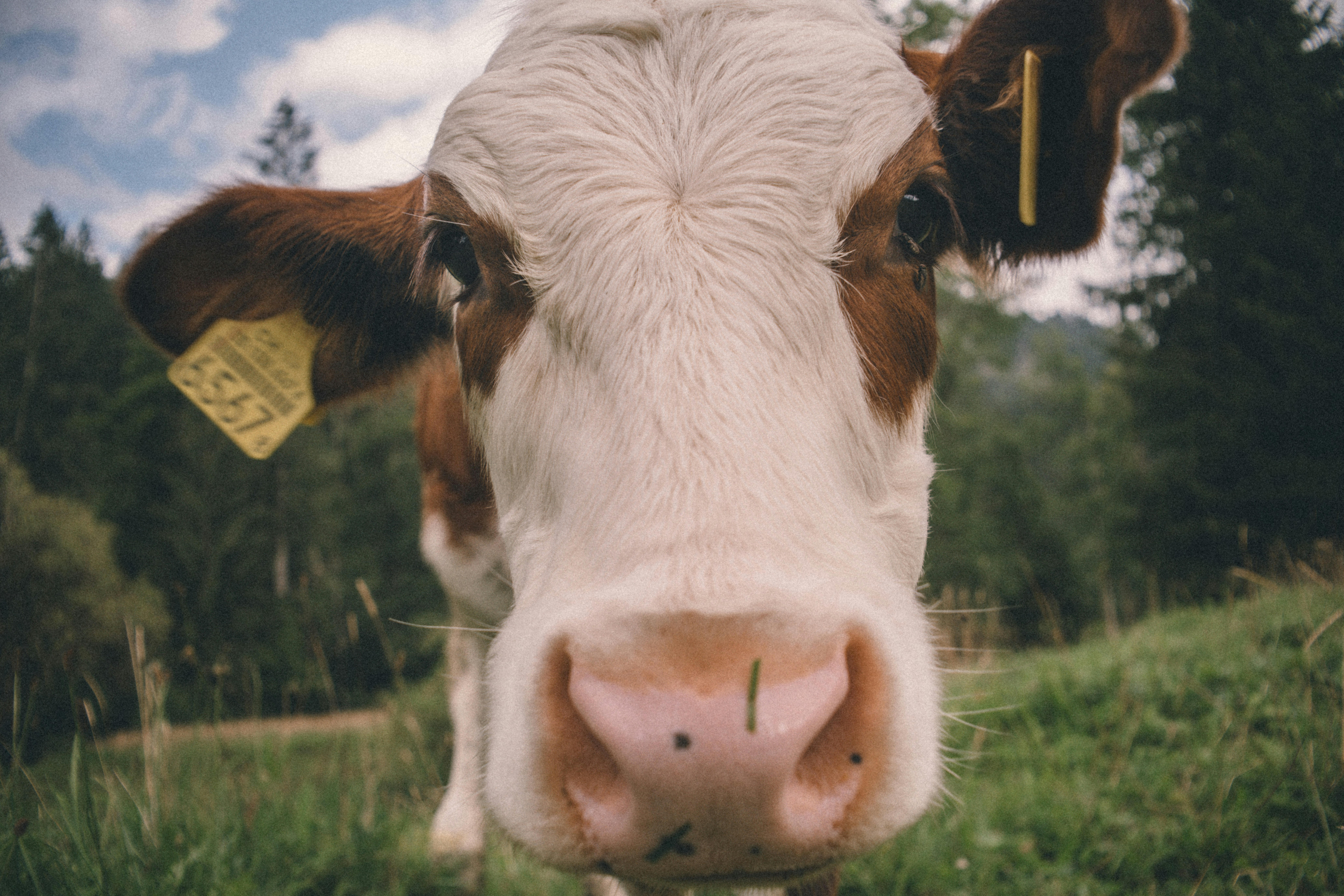 Photo by fabianbetto