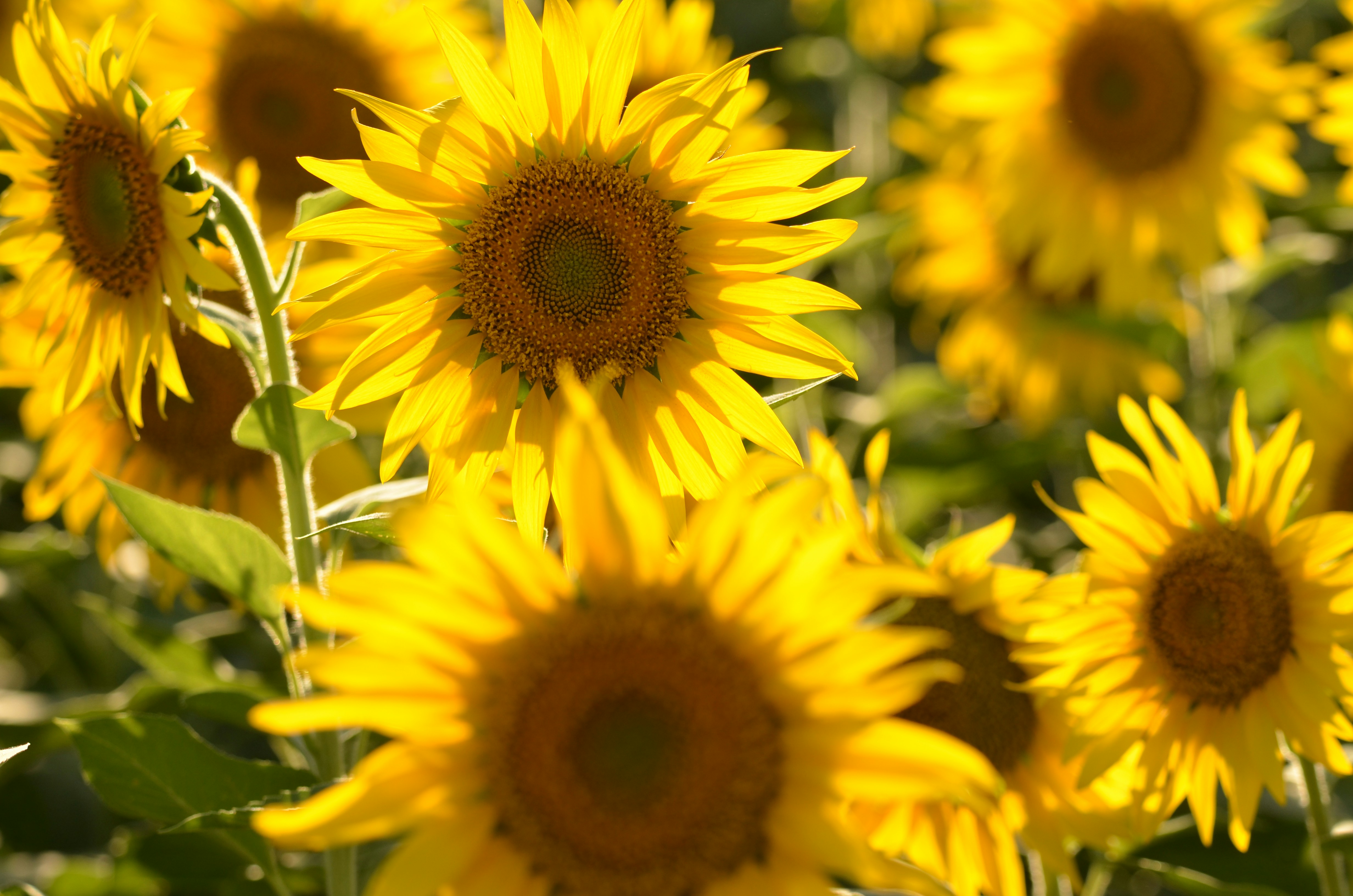 Photo by ashwinward18