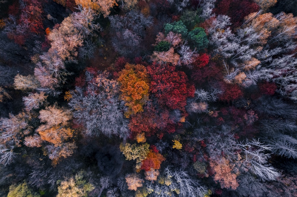 an aerial view of a forest with lots of trees