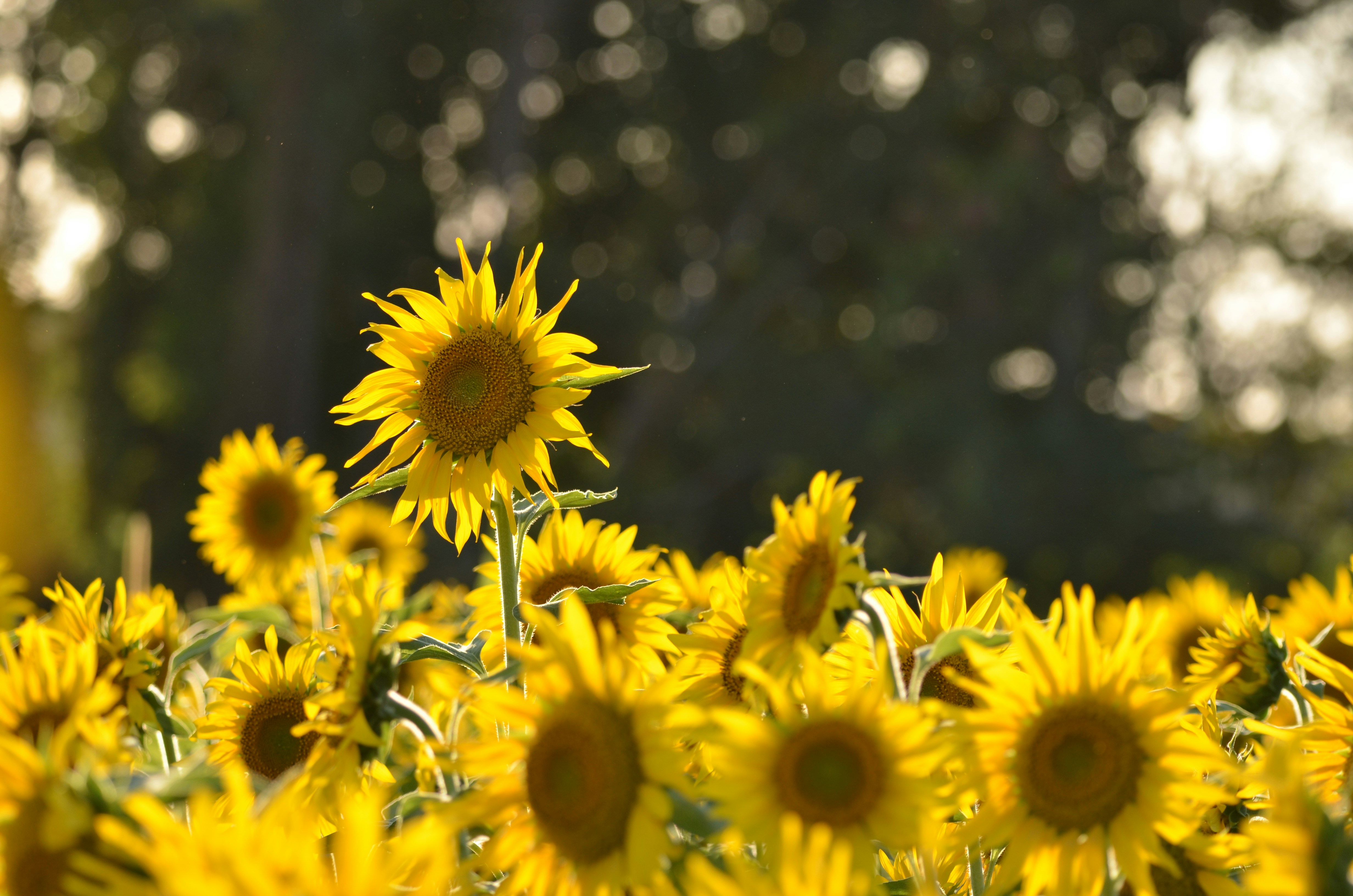 Photo by ashwinward18