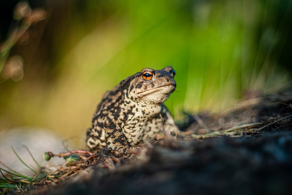 a frog sitting on the ground in the grass