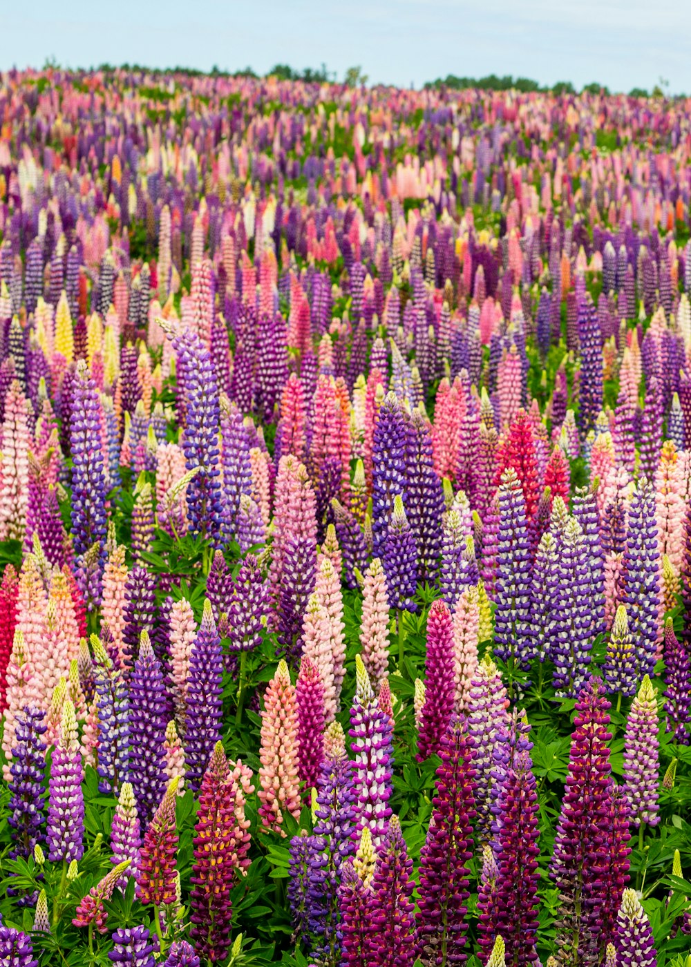 a field full of purple and pink flowers