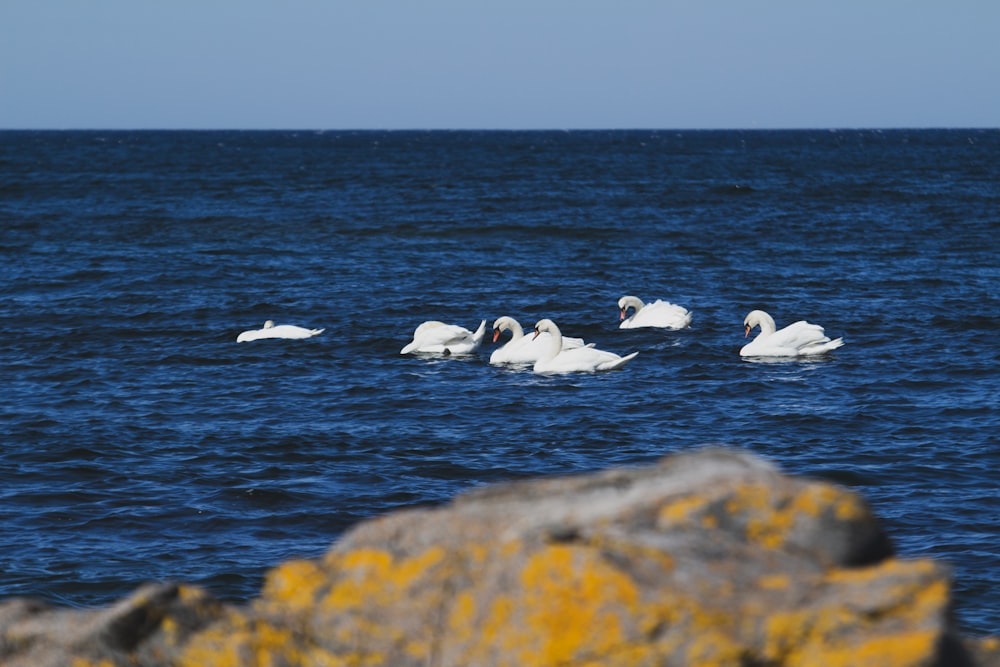 a group of swans swimming in the ocean