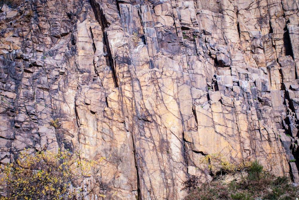 a rock face with a tree growing on the side of it