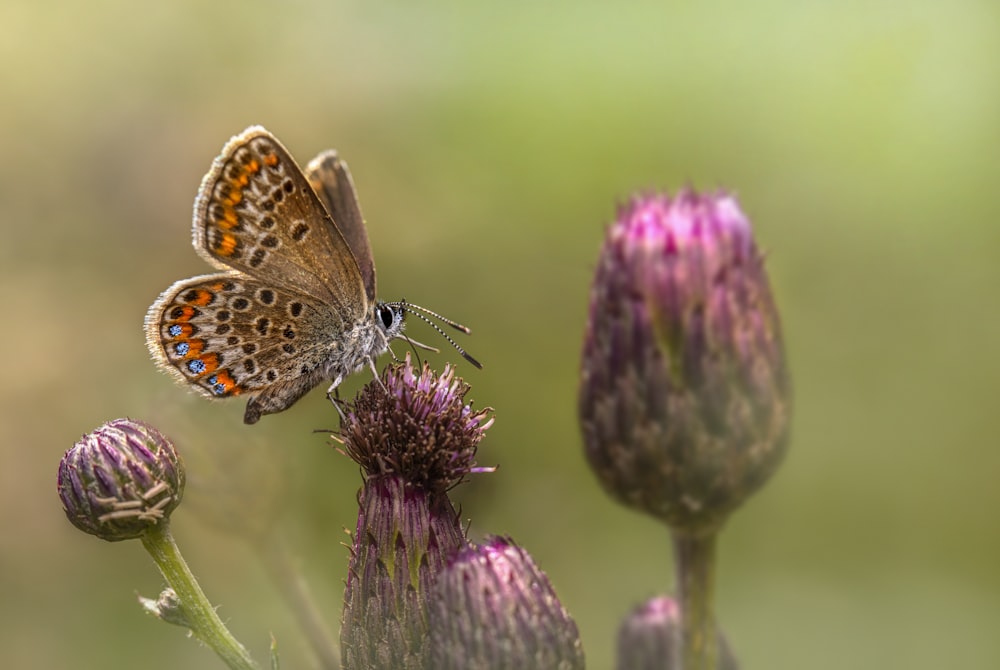 a butterfly sitting on top of a purple flower