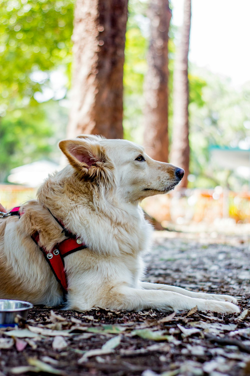 a dog sitting on the ground next to a bowl of food