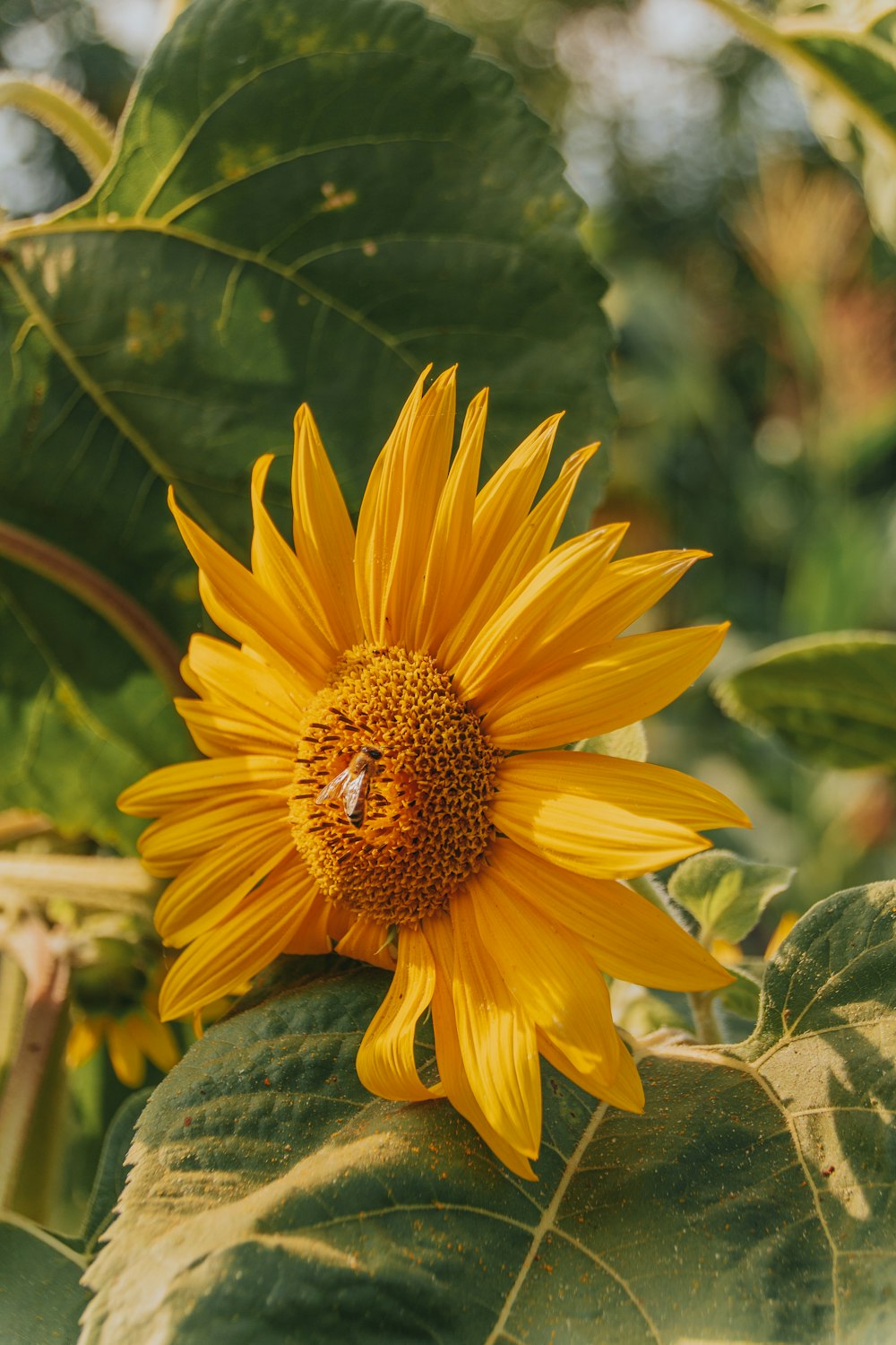 Un gran girasol con una abeja en él