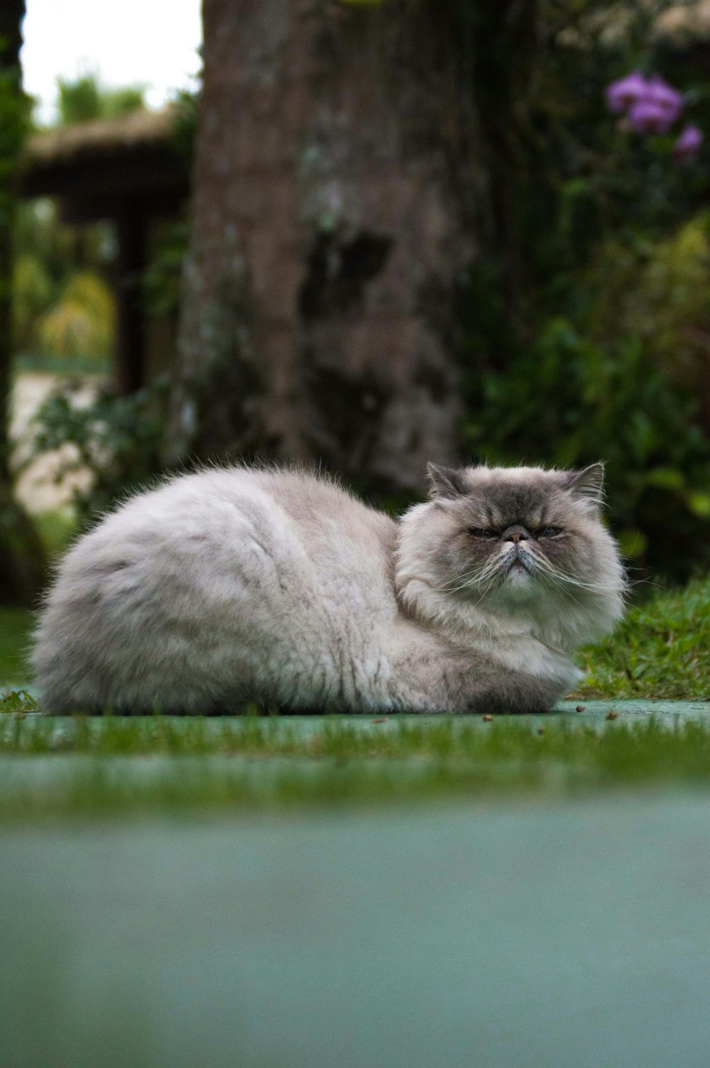 a cat laying on the ground in front of a tree