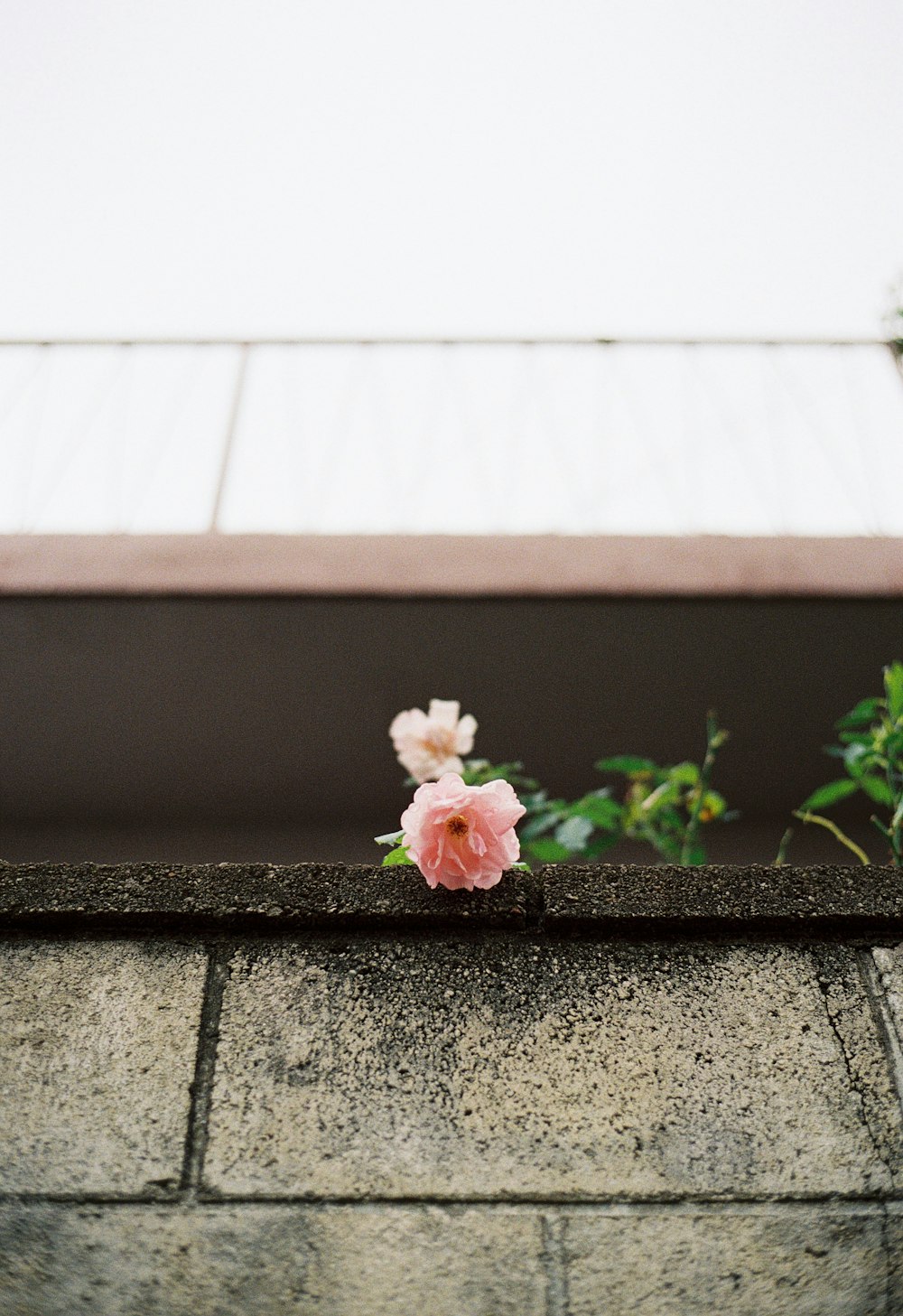 a pink flower sitting on top of a stone wall