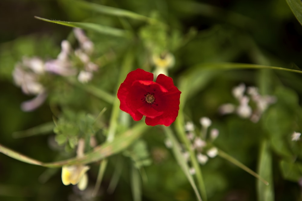 a red flower with white flowers in the background