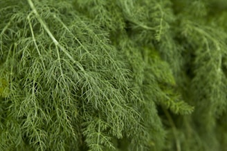 a close up of a bunch of green plants