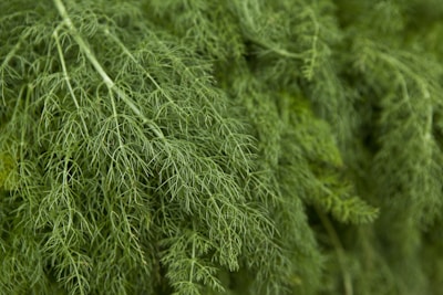 a close up of a bunch of green plants
