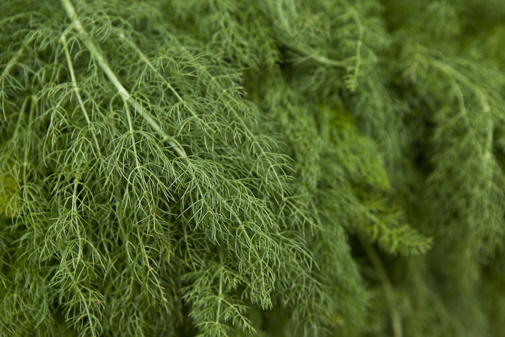 a close up of a bunch of green plants