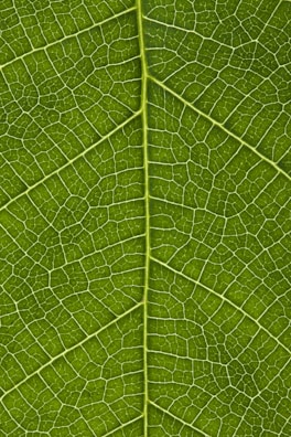 A close-up of Anthurium leaves showcasing their rich texture and veins.