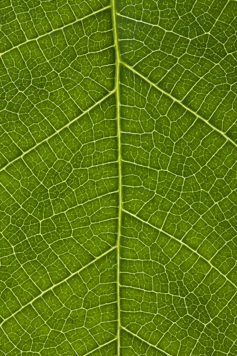 a close up view of a green leaf