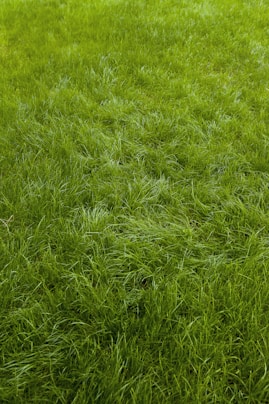 a red fire hydrant sitting in the middle of a lush green field