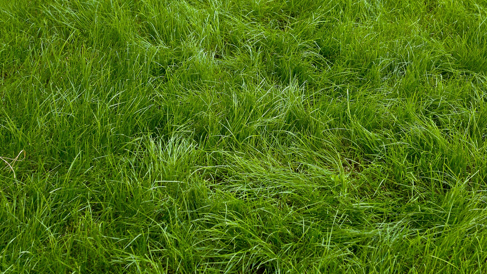 Common reasons why a lawn mower won't start when hot