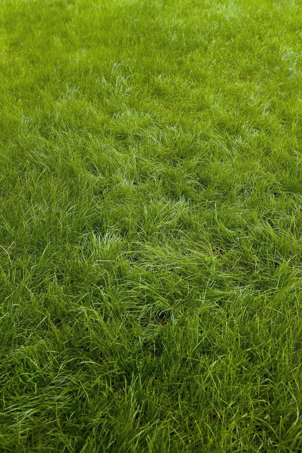 a red fire hydrant sitting in the middle of a lush green field