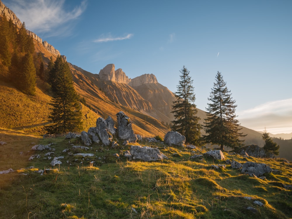 a grassy field with trees and rocks in the foreground