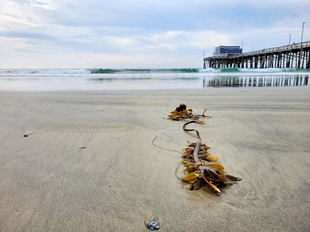 a seaweed on a beach with a pier in the background