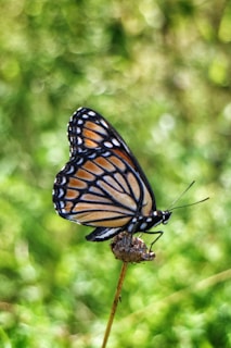 A monarch butterfly perched on a dried flower bud against a blurred green background. The butterfly's wings are prominently displayed, showcasing vibrant orange with black and white markings.