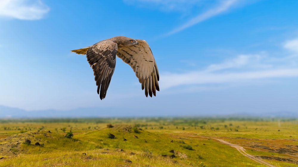 a large bird flying over a lush green field