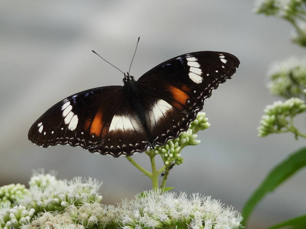 a close up of a butterfly on a flower