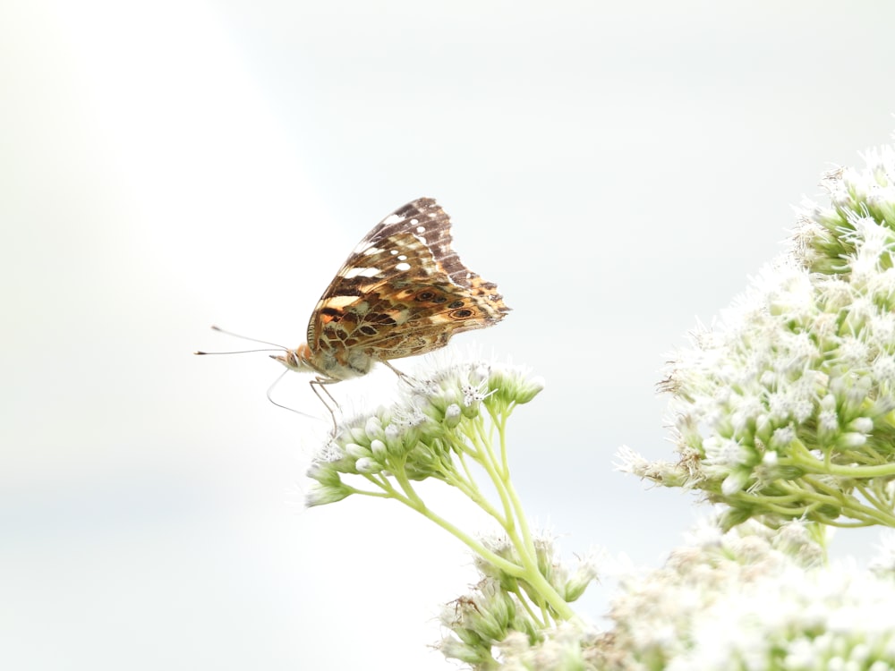 a butterfly sitting on top of a white flower