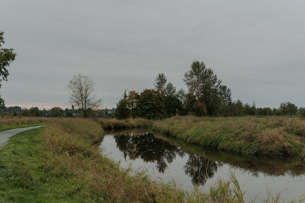 a river running through a lush green field